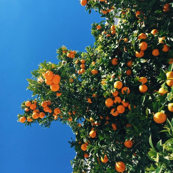 Meet your Posher, Isabella - Picture 1 of 1